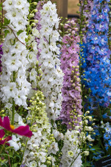 Wall Mural - Delphinium