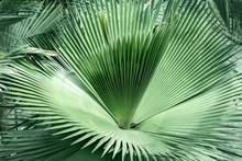 Fan Palm Green Leaves Or Coconut Fronds Background Of The Tropical Natural Which Has Jungle Green Foliage. Texture For Creative Layout Made Of Leaf Nature.