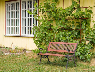 grape plants as decorative elements in home garden in northern europe countries. climbing plants on 