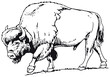 buffalo american bison, sketch