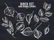 © Sad - Vector collection of hand drawn chalk birch
