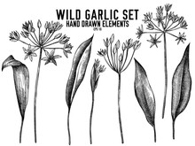 Vector Collection Of Hand Drawn Black And White Wild Garlic