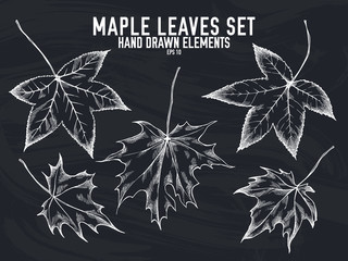 Vector collection of hand drawn chalk maple leaves