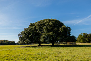 two holm oaks against blue sky