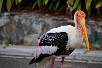 Wall Mural - portrait of a stork