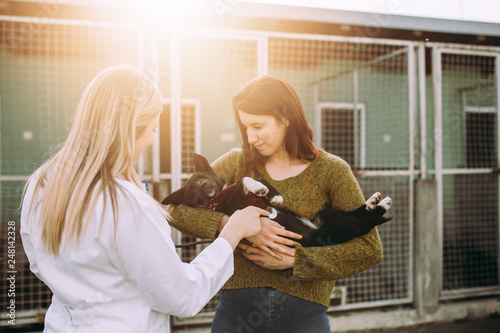 Zdjęcie XXL Lekarze weterynarii w schronisku dla zwierząt sprawdzający zdrowie psów.
