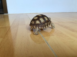 Little baby of turtle Testudo elongata outgoing to a distance. Side back view of mowing by four paws Asian land small tortoise. Walking away reptile. Cute exotic pet living at home 