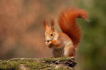 Wall Mural - eurasian red squirrel, sciurus vulgaris, in autumn forest in warm light. wildlife scenery with vivid