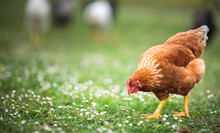 Hen In A Farmyard (Gallus Gallus Domesticus)