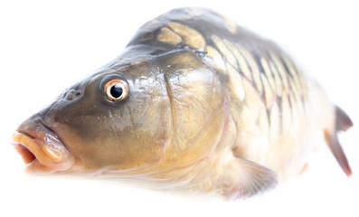 Poster - Fish carp isolated on white background