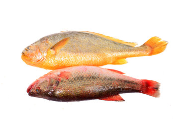 Poster - Yellow Croaker Fish