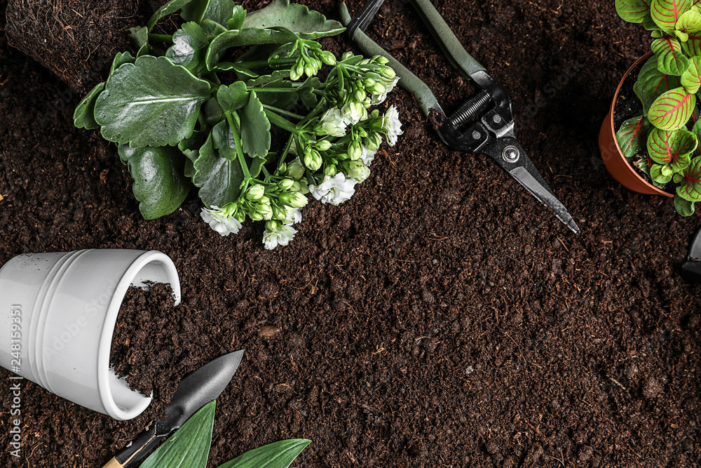 Different fresh plants with gardening tools on soil