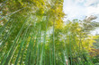 © kardd - bamboo forest on bright day