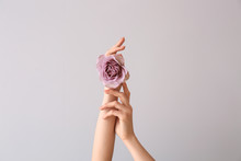 Female Hands With Beautiful Rose On Light Background