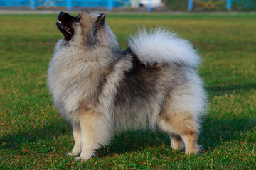 Dog breed keeshond