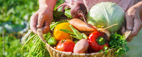 Fotomural grandmother in the garden gather the harvest. Selective focus.