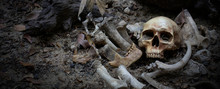 The Skulls And Pile Bone In Pit The Graveyard; Discover By Dig In Cemetery