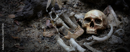 Fotomural The skulls and pile bone in pit the graveyard; discover by dig in cemetery