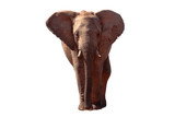 Fototapeta Sawanna - Elefant freigestellt
