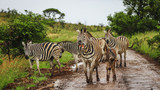 Fototapeta Konie - belustigtes Zebra