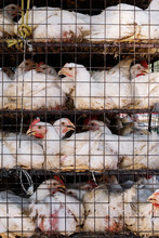 Truck Transporting Chicken In A Cage