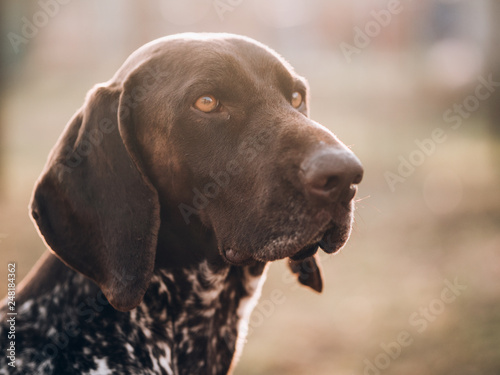 Plakat portret psa, niemiecki wskaźnik w ogrodzie