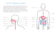 Vector isolated illustration of digestive system