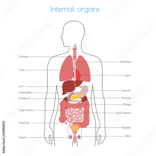 Human internal organs vector Stock Vector | Adobe Stock