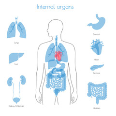 human internal organs vector