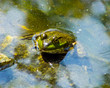 Frog in pond water