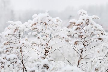 Canvas Print - Meadow under the snow