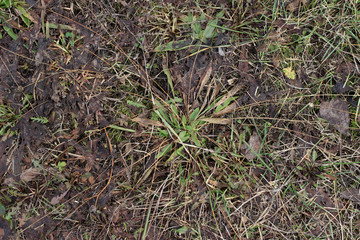 Grass ground earth soil wet leaves winter surface texture