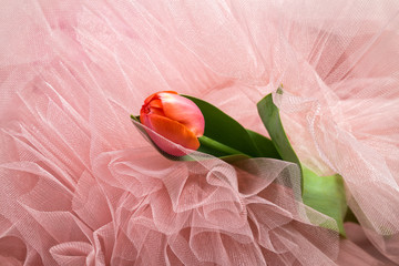 Wall Mural - spring pink tulips in a bunch of powdery pink tulle