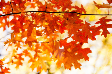 Wall Mural - Autumn background with red oak tree foliage branch. Bright fall leaves close-up. Beautiful colorful autumn nature forest landscape