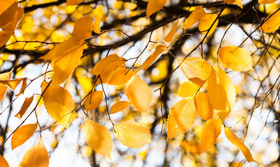 Wall Mural - Autumn forest background. Yellow leaves tree branch, selective focus