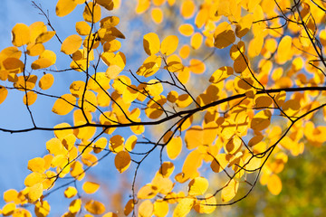 Wall Mural - Fall in the park. Autumn tree branch with small yellow leaves. Shallow depth of field