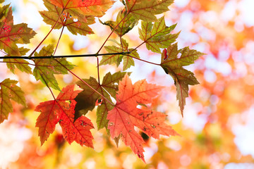 Wall Mural - autumn park nature background with maple leaves. close-up red maple tree branch with red green folia