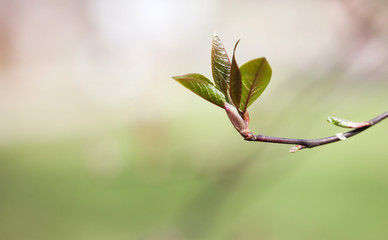 Wall Mural - Minimal springtime background. Beautiful red bud spring tree branch with fresh green leaves. Shallow depth of field, selective focus. Copy space