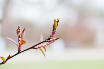 Wall Mural - Minimal springtime background. Beautiful red bud spring tree branch with fresh green red leaves. Shallow depth of field, selective focus. Copy space