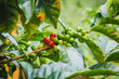 Kaffeepflanze auf einer Kaffeefarm in Kolumbien bei Salento