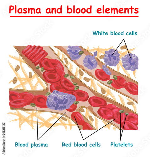 Plasma Of Blood And White Blood Cells Red Blood Cells Platelets