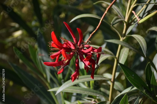 Fleur Rouge Trompette Arbuste Buy This Stock Photo And
