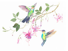 Hummingbirds Flowers Watercolor