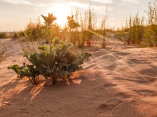 The Desert Thorns At Sunset. Desert Plants And Red Sun.