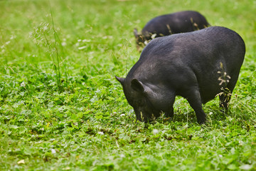 Cute fat pot-bellied pigs on free meadow of private farm