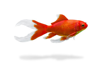 Sticker - Red fish isolated on white background