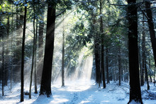 Wintry Sunlight Beams Through Forest Canopy