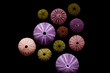 © tadeas - Isolated sea urchins on black background. Beautiful colorful shells from exotic nature.