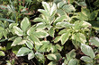 Foliage of Goutweed variegata or Aegopodium podagraria. Ornamental form with variegated leaves