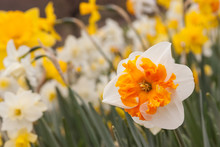 Orange And White Daffodil Close-up Free Stock Photo - Public Domain